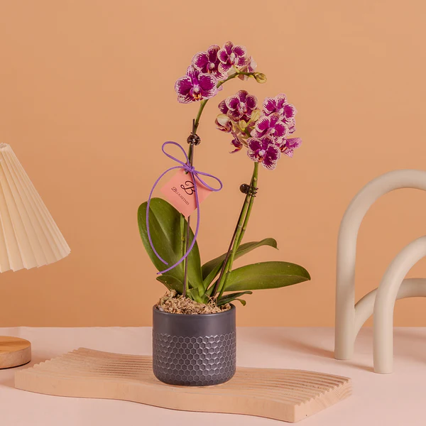 Pink Orchid Plant
